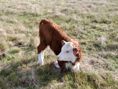 Image of calf kneeling on front legs