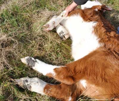 Image of calf lying on side showing feet