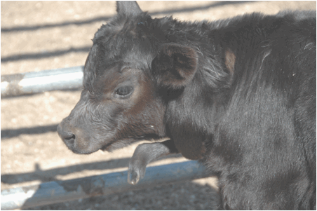 Image of black calf with small foot protruding from neck