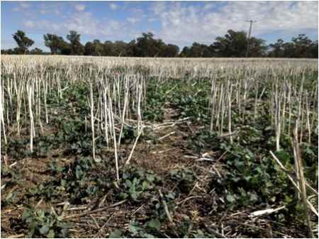 Image of self-sown canola
