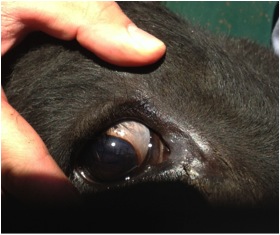 Image of bovine eye