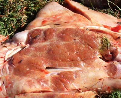 Image of cut section of bovine liver on post-mortem