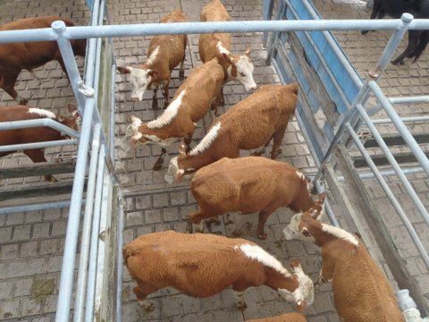Image of cattle in saleyards