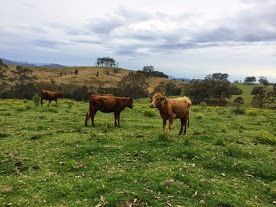 Image of cattle in paddock