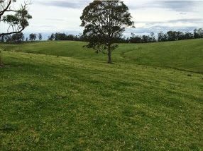 Image of green paddock