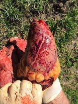 Image of bovine heart post-mortem