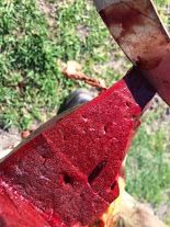 Image of cut section of bovine liver on post-mortem