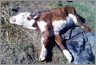 Image of dead calf