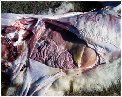 Image of post-mortem on calf showing abdominal cavity