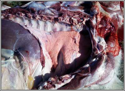 Image of post-mortem on calf showing thorax