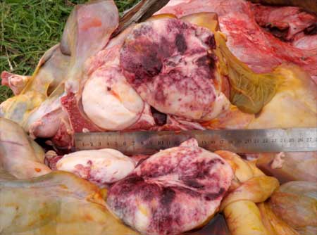 Image of cut surface of bovine lymph nodes on post-mortem