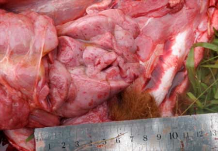 Image of bovine thymus on post-mortem