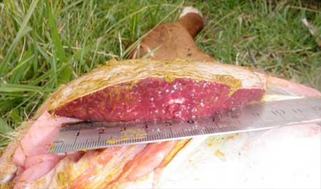 Image of cut surface of bovine spleen on post-mortem