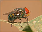 Image of Chrysomya megacephala