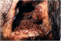 Image of wound with screwworm maggots