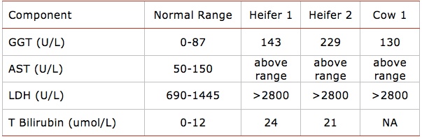 Table of bovine serology results