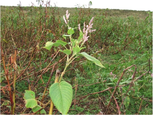 Image of plants smartweed