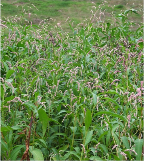 Image of multiple plants smartweed