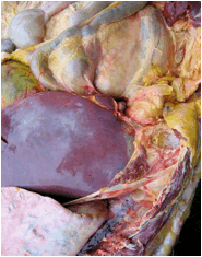 Image of bovine liver post-mortem