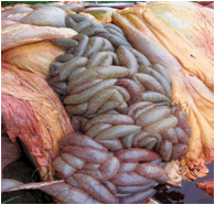 Image of bovine intestines post-mortem