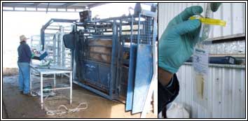 Image of cow in crush and test kit