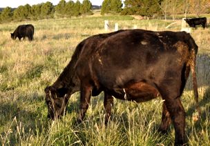 Image of black cow in paddock