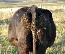 Image of black cow from rear