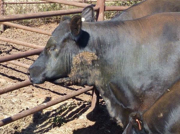 Image of black cow with neck lesions