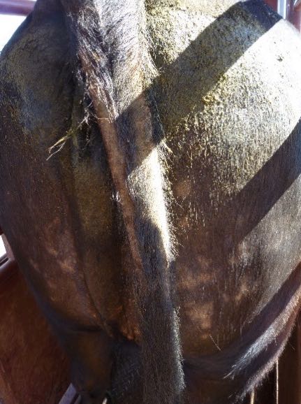 Image of rear of cow with skin lesions