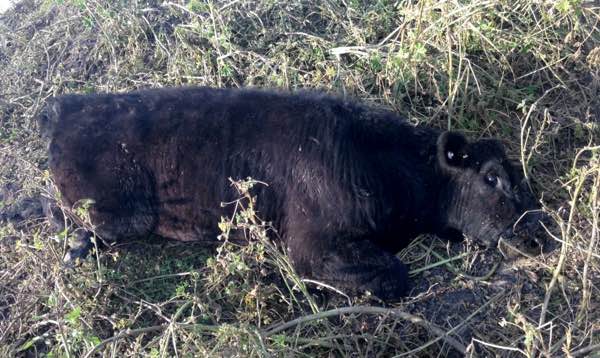 Image of recumbent black steer