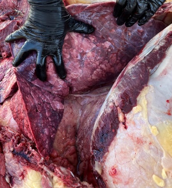 Image of cattle post-mortem showing mottled lung tissue