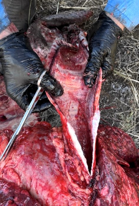 Image of cattle post-mortem showing bloody fluid in trachea