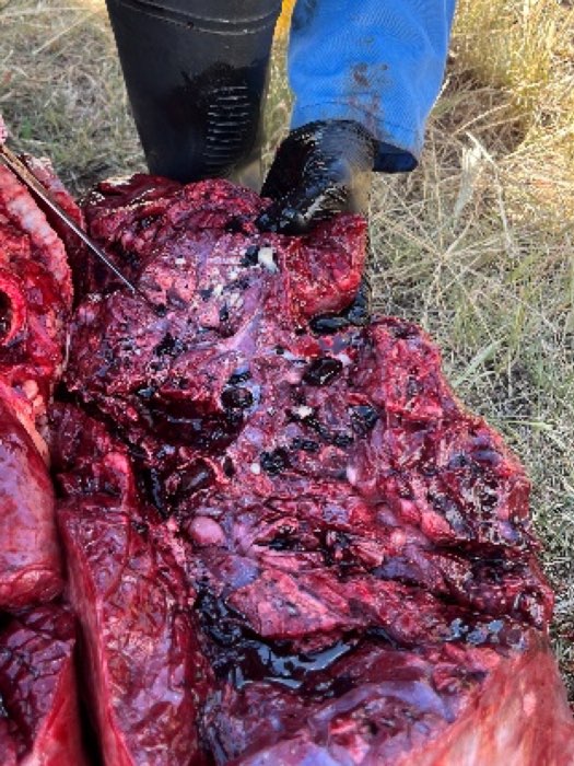 Image of cattle post-mortem showing pulmonary congestion, oedema and foam in the airways