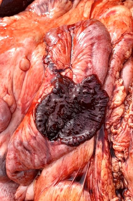 Image of cow bowel post-mortem showing haemorrage