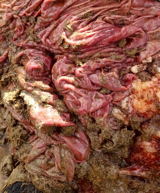 Image of cow stomach post-mortem showing haemorrage
