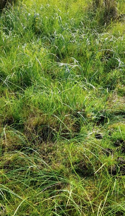 Image of pasture with Cape Tulip and grasses
