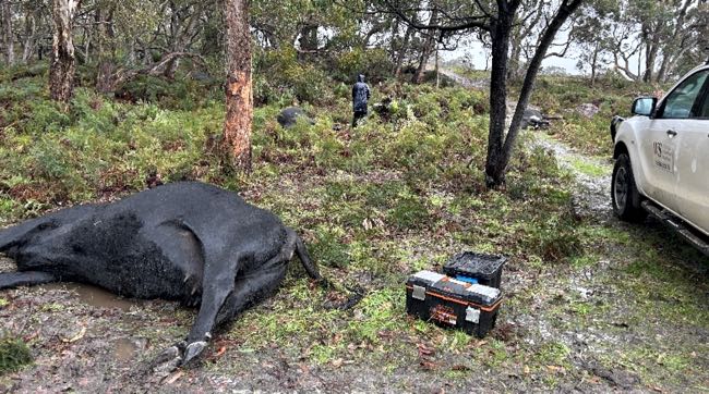 Image of multiple dead cows scattered in scrub paddock