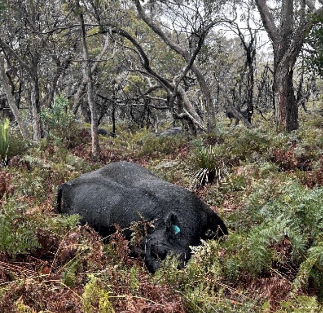 Image of multiple dead cows in scrub paddock