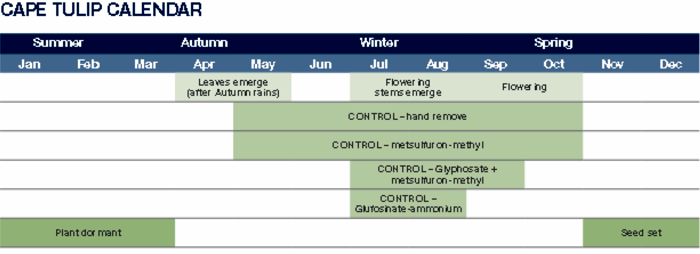 Table of annual Cape Tulip control