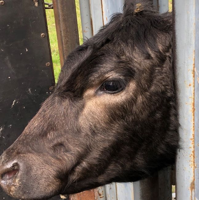 Image of black cattle with spectacles