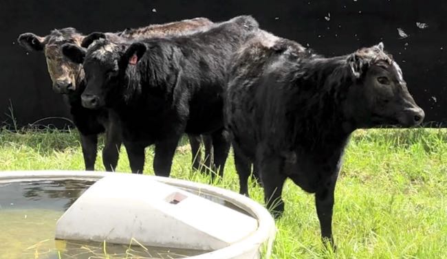 Image of black weaner cattle with copper deficiency