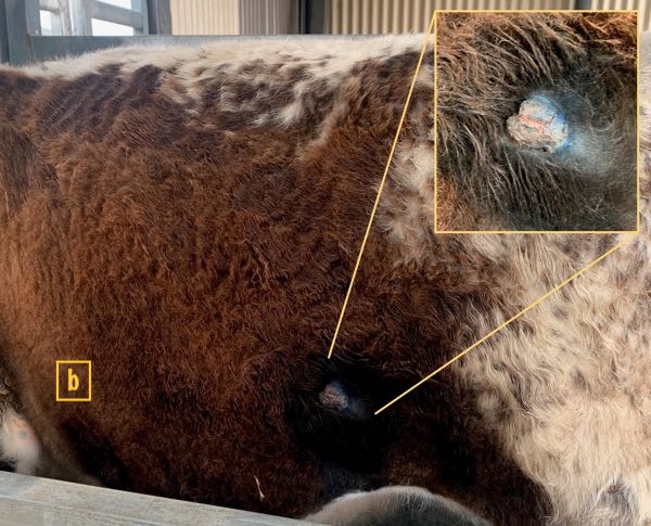 Image of raised lesion on bovine skin