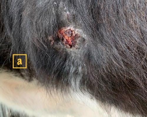 Image of healing lesion on bovine skin