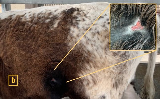 Image of healing lesion on bovine skin