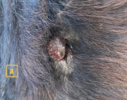 Image of healing lesion on bovine skin