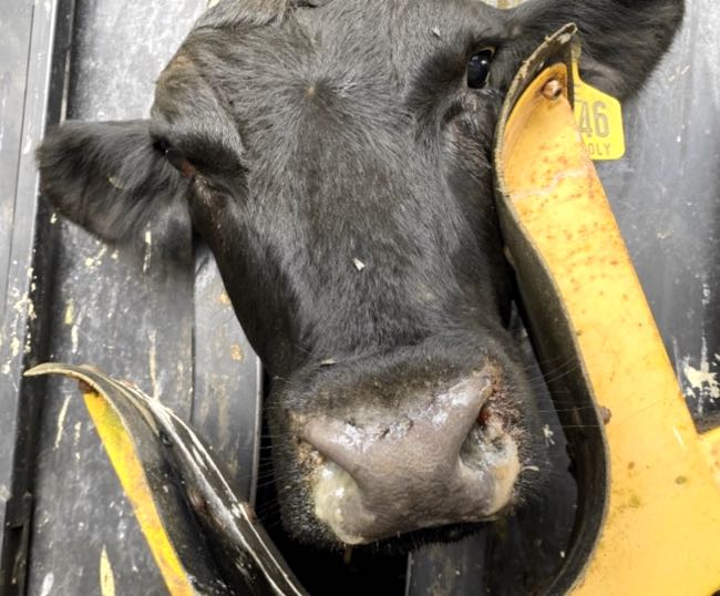 Image mucopurulent nasal discharge in black bovine