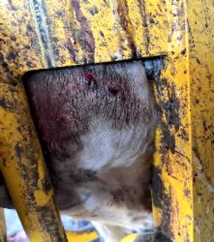 Image of cow with skin lumps scraped on wooden fence