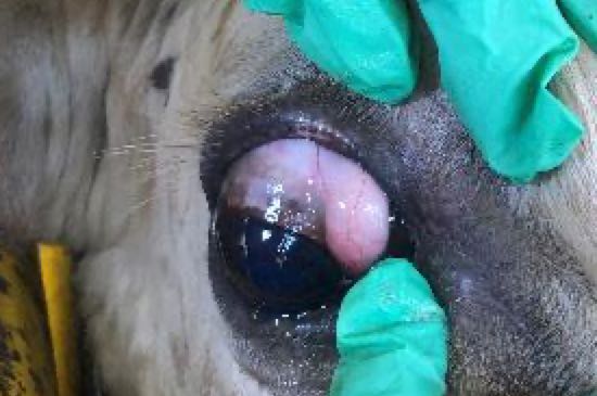 Image of cow with skin lump on eye
