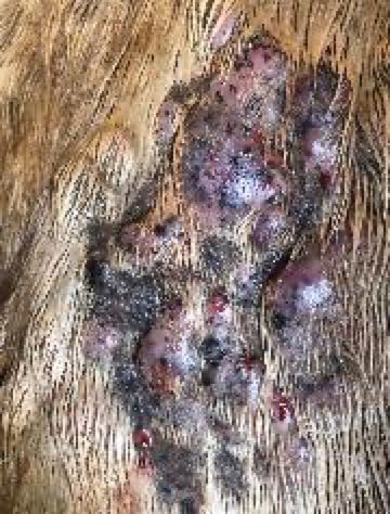 Image of cow with skin lumps on shaved skin