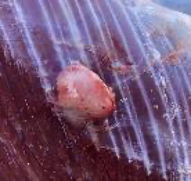 Image of cow with post-mortem lumps in muscle